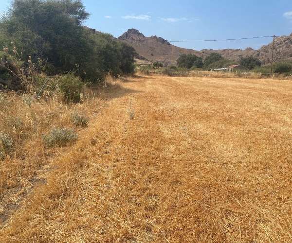 Skala Eressos, Lesvos Island 811 05, ,Land Plot,For Sale,1266