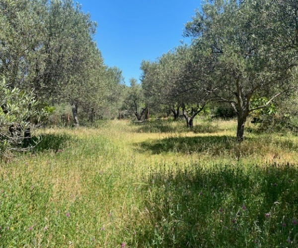 Kampos Eressos, Lesvos Island 81105, ,House and Land,For Sale,1276