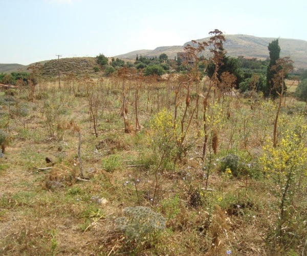 Sigri, Lesvos Island 81103, ,Land Plot,For Sale,1280