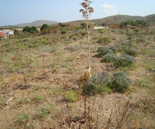 Sigri, Lesvos Island 81103, ,Land Plot,For Sale,1280