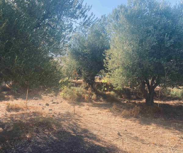 Eressos, Lesvos Island 81105, ,House and Land,For Sale,1282