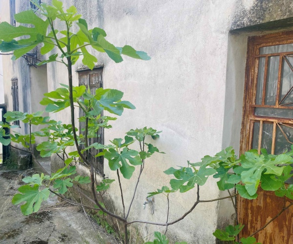 Eressos, Lesvos Island 81105, 2 Bedrooms Bedrooms, 0 ,1 BathroomBathrooms,House,For Sale,0,1304