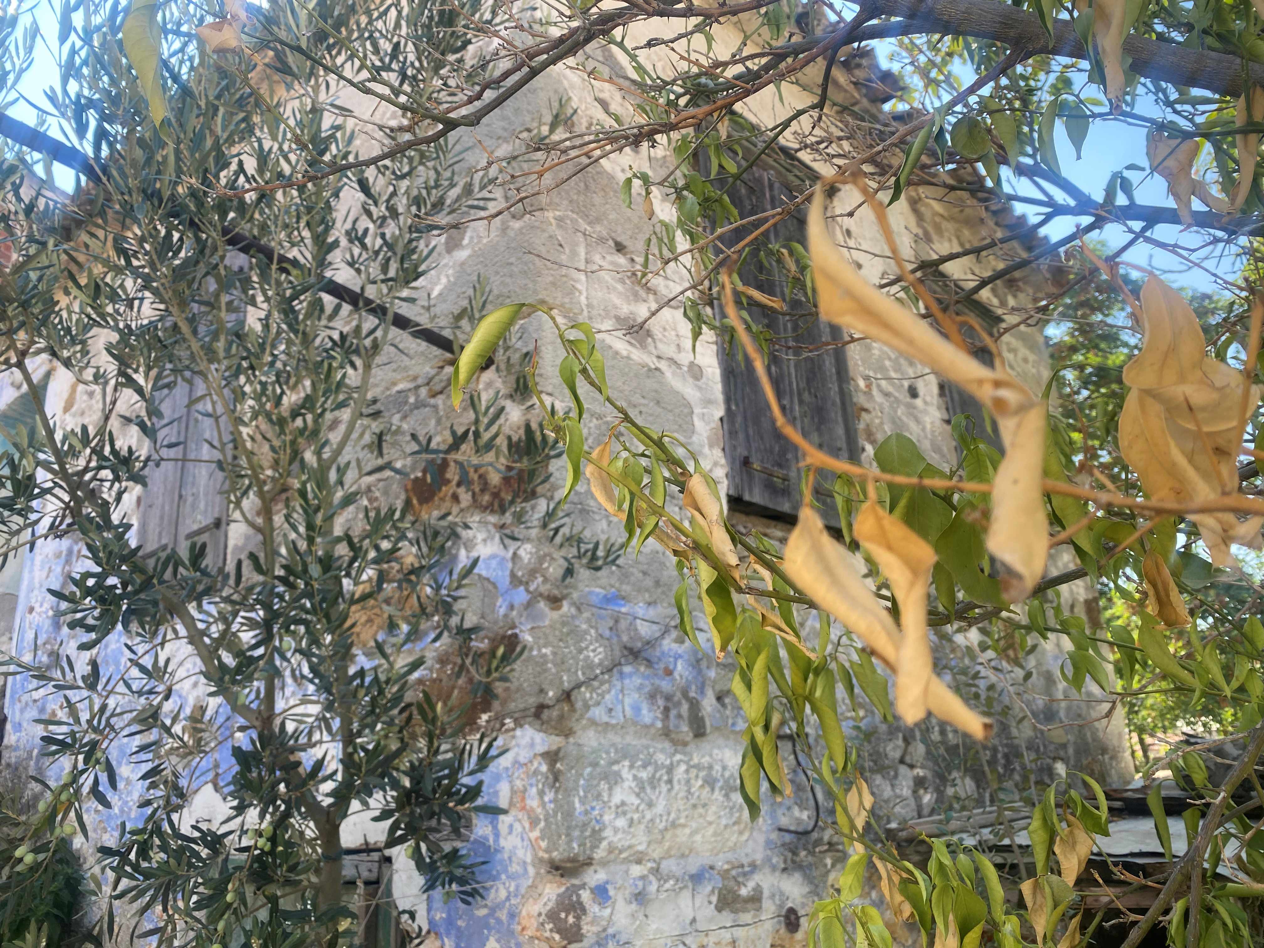 Eressos, Lesvos Island 81105, 2 Bedrooms Bedrooms, 0 ,0,House,For Sale,0,1309 Eressos, Lesvos Island 81105, 2 Bedrooms Bedrooms, 0 ,0,House,For Sale,0,1309