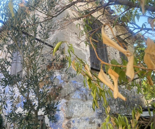 Eressos, Lesvos Island 81105, 2 Bedrooms Bedrooms, 0 ,0,House,For Sale,0,1309