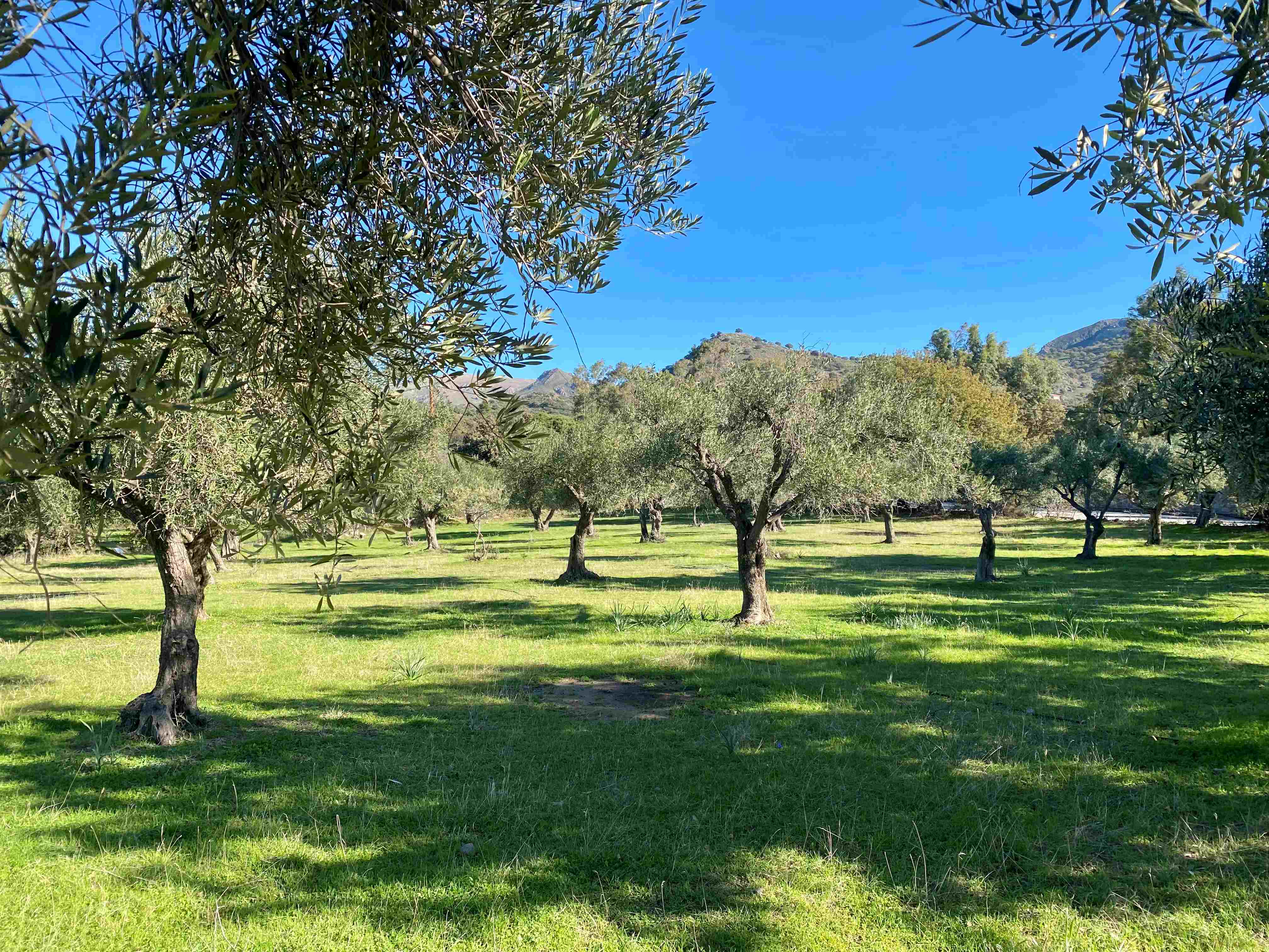 Eressos, Lesvos Island 81105, 0 , 0 ,0,House and Land,For Sale,0,1324