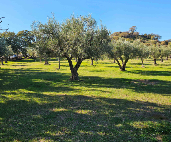 Eressos, Lesvos Island 81105, 0 , 0 ,0,House and Land,For Sale,0,1324