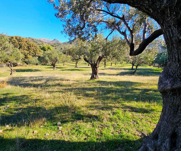 Eressos, Lesvos Island 81105, 0 , 0 ,0,House and Land,For Sale,0,1324