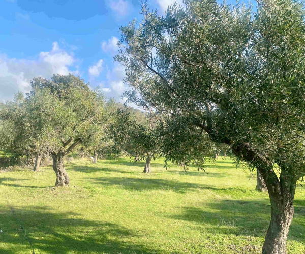 Eressos, Lesvos Island 81105, 0 , 0 ,0,House and Land,For Sale,0,1324