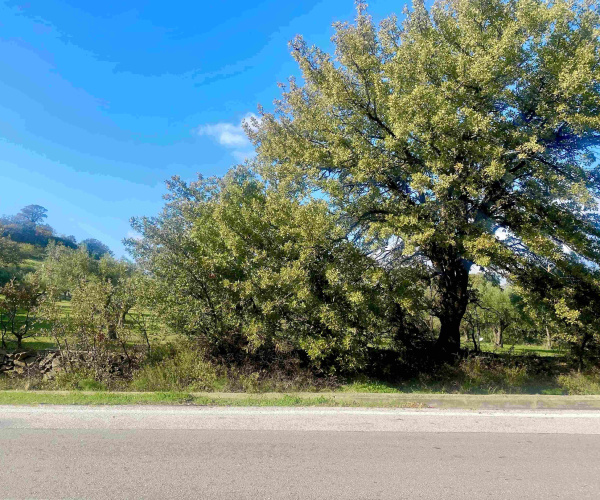 Eressos, Lesvos Island 81105, 0 , 0 ,0,House and Land,For Sale,0,1324