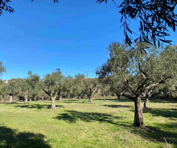 Eressos, Lesvos Island 81105, 0 , 0 ,0,House and Land,For Sale,0,1324