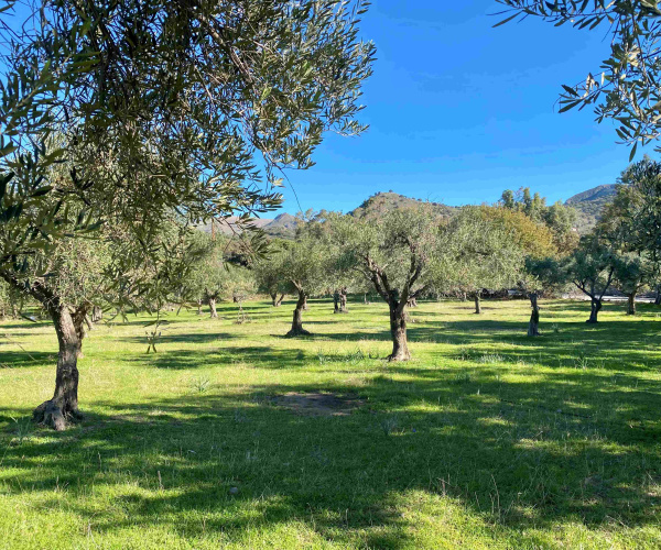 Eressos, Lesvos Island 81105, 0 , 0 ,0,House and Land,For Sale,0,1324