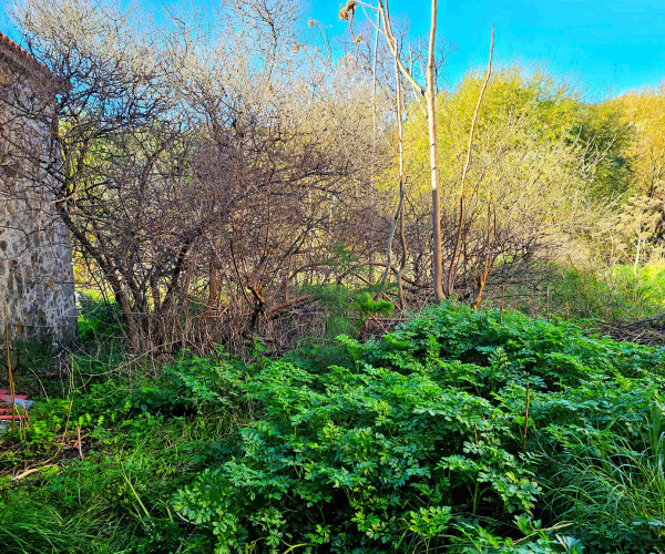 Eressos, Lesvos Island 81105, 0 , 0 ,0,House,For Sale,0,1325