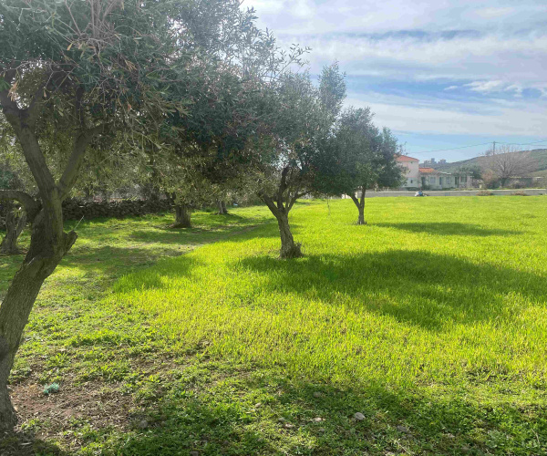 Tavari, Lesvos Island 81105, 2 Bedrooms Bedrooms, 0 ,1 BathroomBathrooms,House,For Sale,0,1332