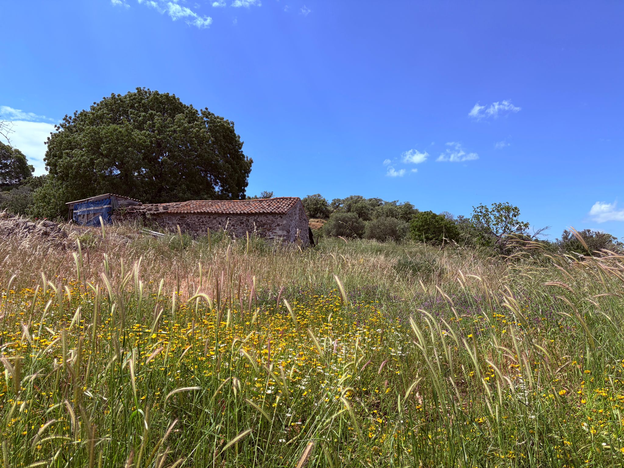 Kampos Eressos, Lesvos Island 81105, 0 , 0 ,0,House and Land,For Sale,0,1340