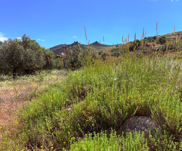 Kampos Eressos, Lesvos Island 81105, 0 , 0 ,0,House and Land,For Sale,0,1340