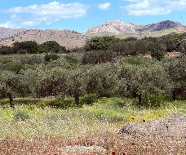 Kampos Eressos, Lesvos Island 81105, 0 , 0 ,0,House and Land,For Sale,0,1340