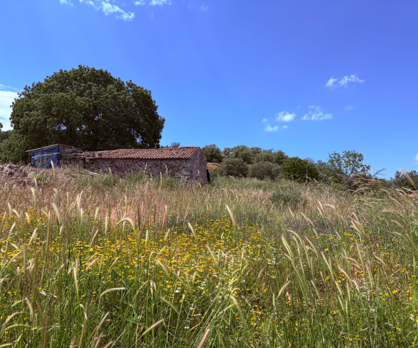 Kampos Eressos, Lesvos Island 81105, 0 , 0 ,0,House and Land,For Sale,0,1340