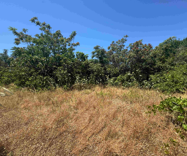 Kampos Eressos, Lesvos Island 81105, 0 , 0 ,0,House and Land,For Sale,0,1348