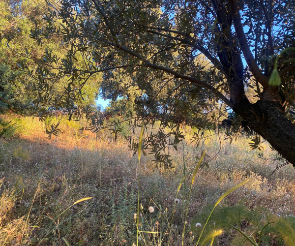 Kampos Eressos, Lesvos Island 81105, 0 , 0 ,0,House and Land,For Sale,0,1348