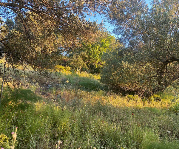 Kampos Eressos, Lesvos Island 81105, 0 , 0 ,0,House and Land,For Sale,0,1348