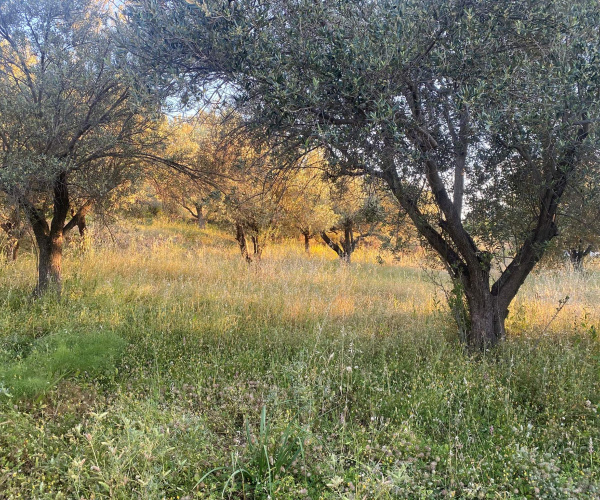 Kampos Eressos, Lesvos Island 81105, 0 , 0 ,0,House and Land,For Sale,0,1348