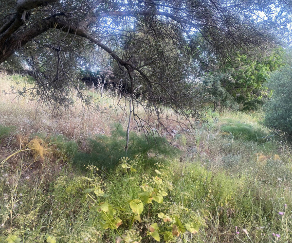 Kampos Eressos, Lesvos Island 81105, 0 , 0 ,0,House and Land,For Sale,0,1348
