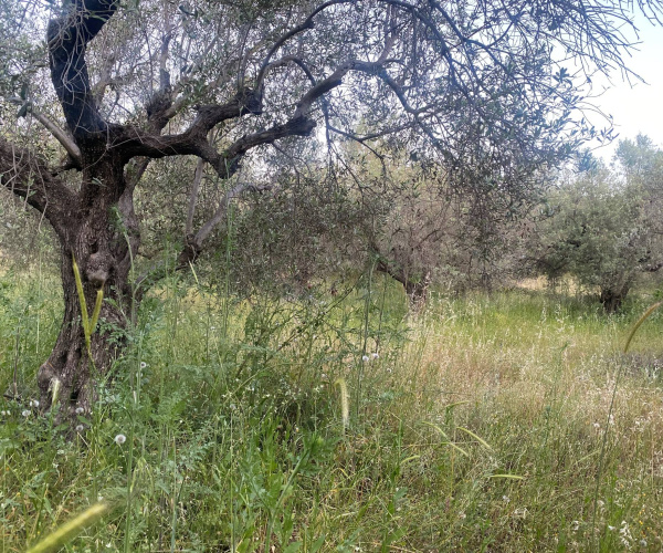 Kampos Eressos, Lesvos Island 81105, 0 , 0 ,0,House and Land,For Sale,0,1348