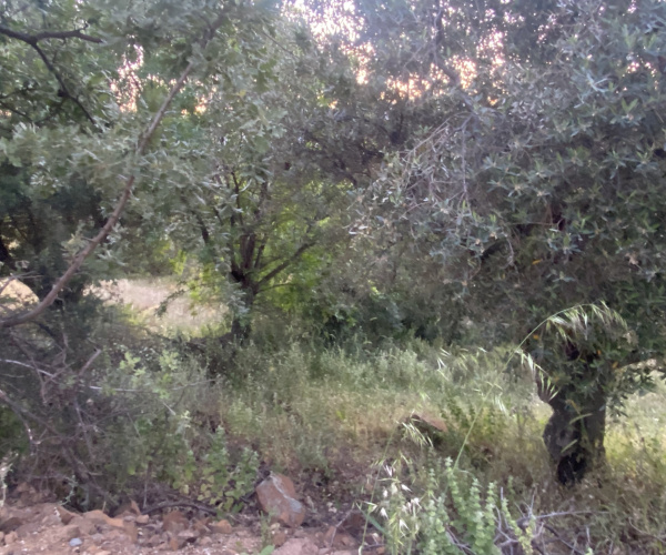 Kampos Eressos, Lesvos Island 81105, 0 , 0 ,0,House and Land,For Sale,0,1348