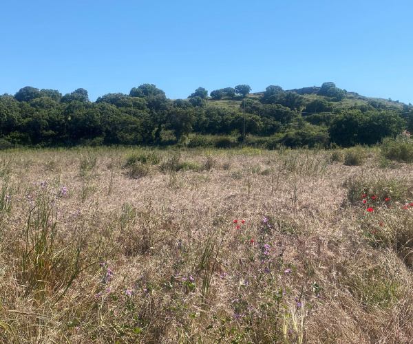 ANTISSA, Lesvos Island 81103, 0 , 0 ,0,Land Plot,For Sale,0,1352
