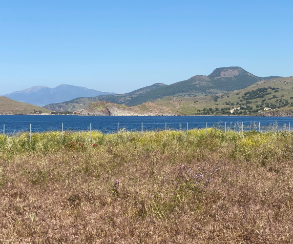 ANTISSA, Lesvos Island 81103, 0 , 0 ,0,Land Plot,For Sale,0,1352