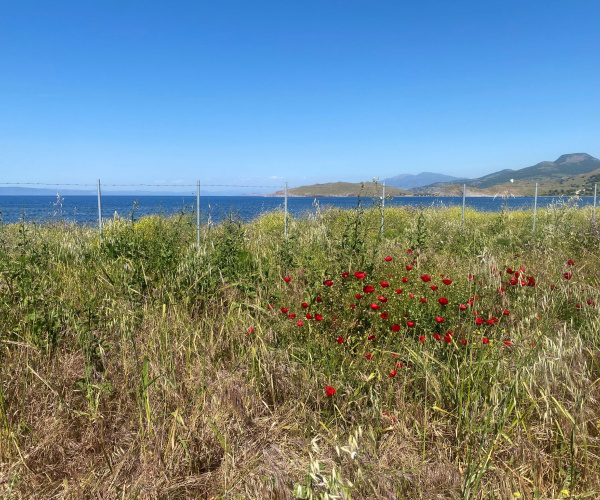 ANTISSA, Lesvos Island 81103, 0 , 0 ,0,Land Plot,For Sale,0,1352