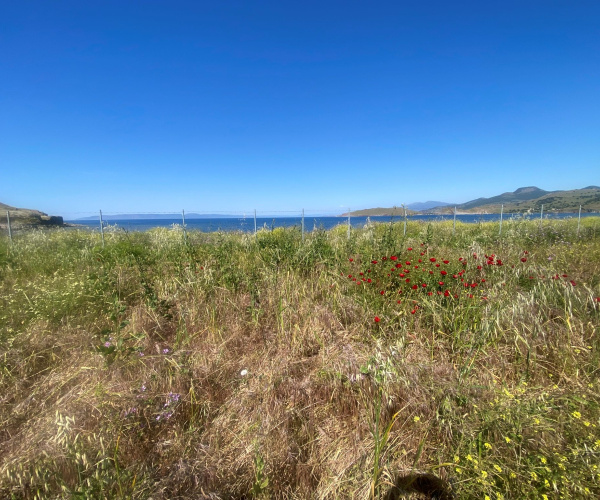 ANTISSA, Lesvos Island 81103, 0 , 0 ,0,Land Plot,For Sale,0,1352
