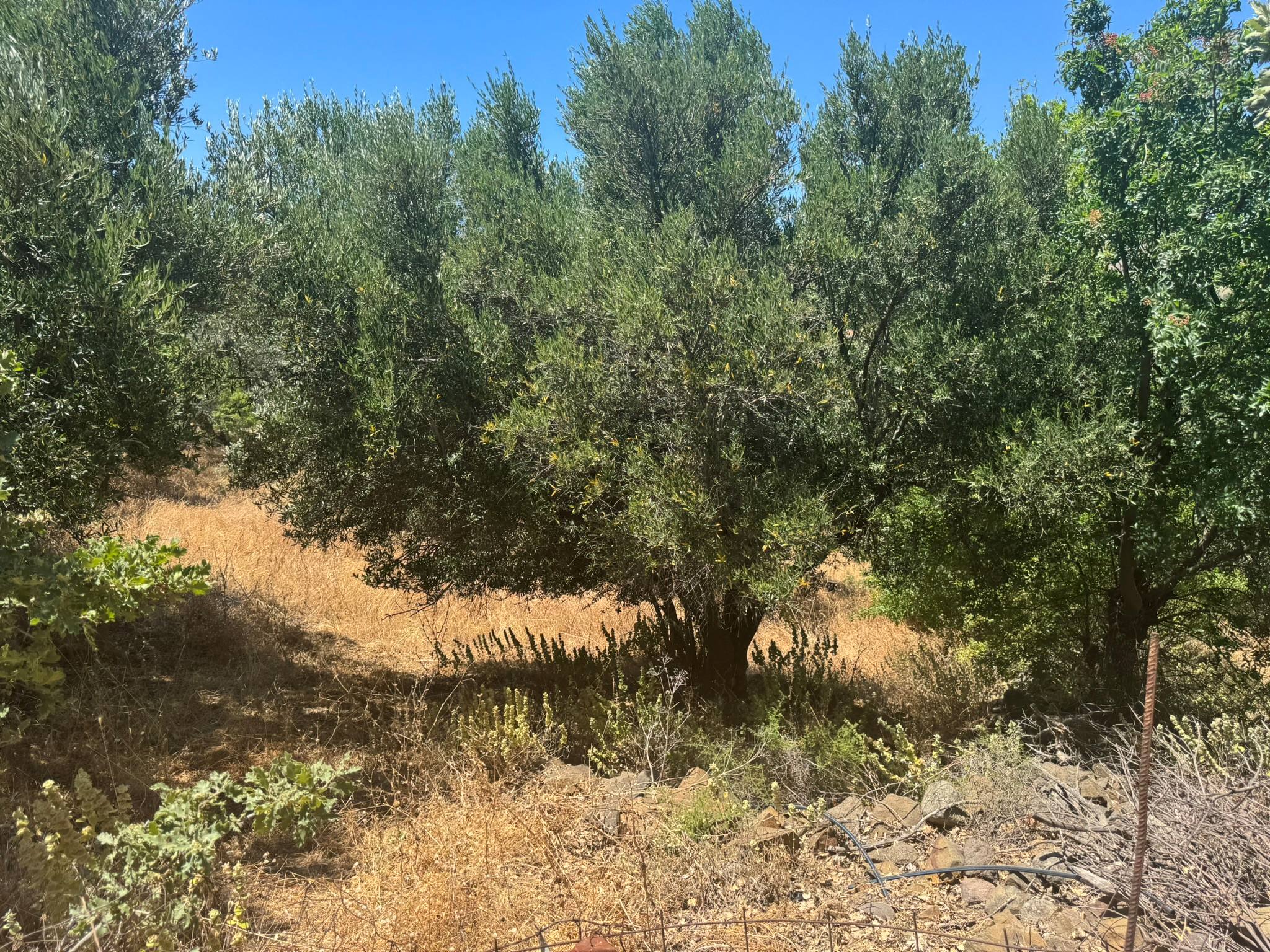 Eressos, Lesvos Island 81105, 0 , 0 ,0,Land Plot,For Sale,0,1357 Eressos, Lesvos Island 81105, 0 , 0 ,0,Land Plot,For Sale,0,1357