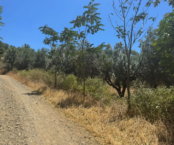 Eressos, Lesvos Island 81105, 0 , 0 ,0,Land Plot,For Sale,0,1357