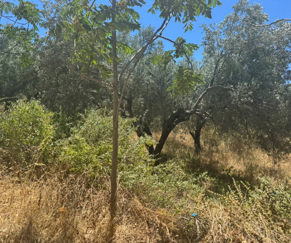 Eressos, Lesvos Island 81105, 0 , 0 ,0,Land Plot,For Sale,0,1357