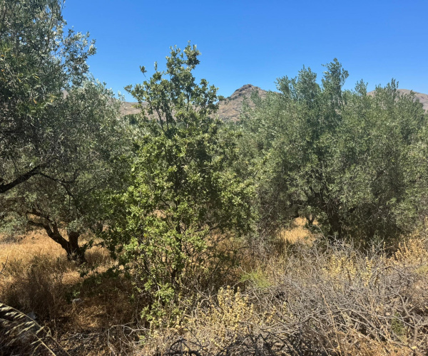 Eressos, Lesvos Island 81105, 0 , 0 ,0,Land Plot,For Sale,0,1357