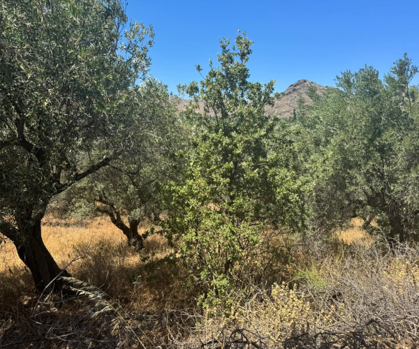 Eressos, Lesvos Island 81105, 0 , 0 ,0,Land Plot,For Sale,0,1357