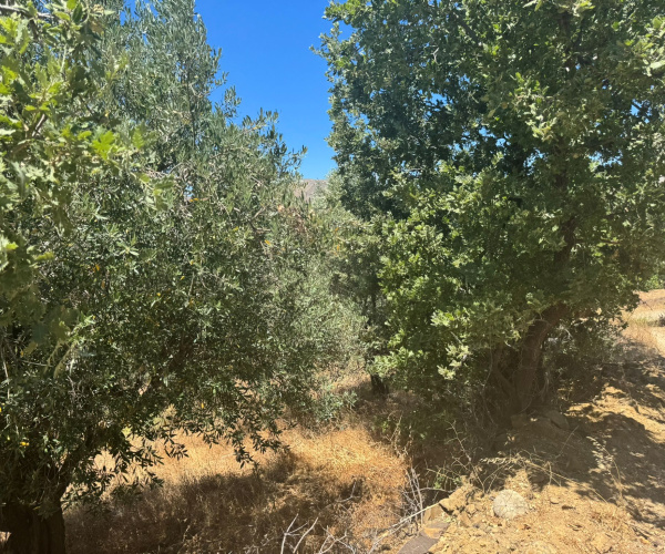 Eressos, Lesvos Island 81105, 0 , 0 ,0,Land Plot,For Sale,0,1357