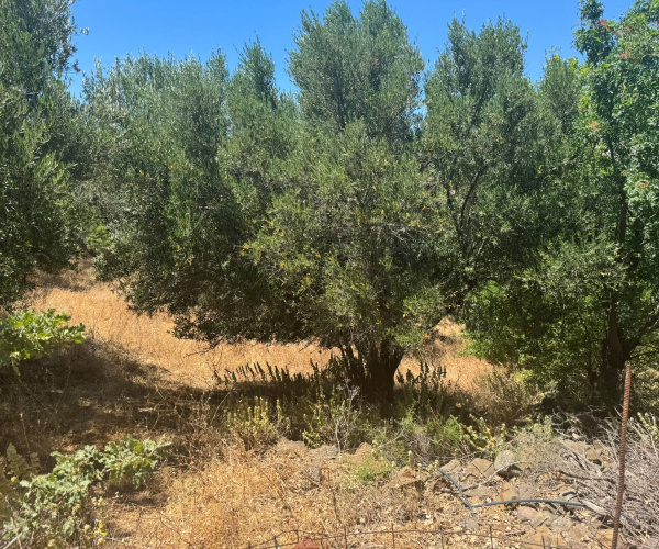 Eressos, Lesvos Island 81105, 0 , 0 ,0,Land Plot,For Sale,0,1357