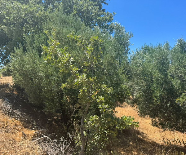 Eressos, Lesvos Island 81105, 0 , 0 ,0,Land Plot,For Sale,0,1357