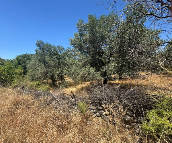 Eressos, Lesvos Island 81105, 0 , 0 ,0,Land Plot,For Sale,0,1357