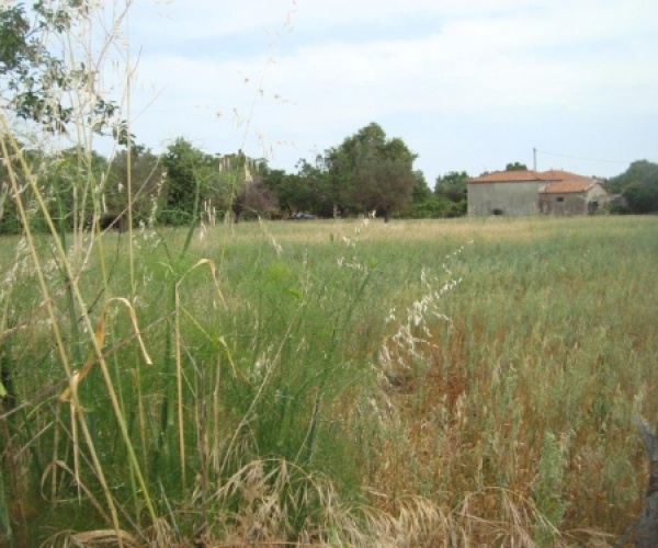 Kampos Eressos, Lesvos Island 81105, 1 Bedroom Bedrooms, ,1 BathroomBathrooms,House,For Sale,1008